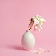 Fading white peony flower in white vase on pink background with scattered petals.